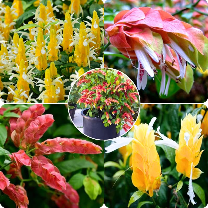 Shrimp Plant Live, 4-9" Tall, Tropical Houseplant Well-Rooted