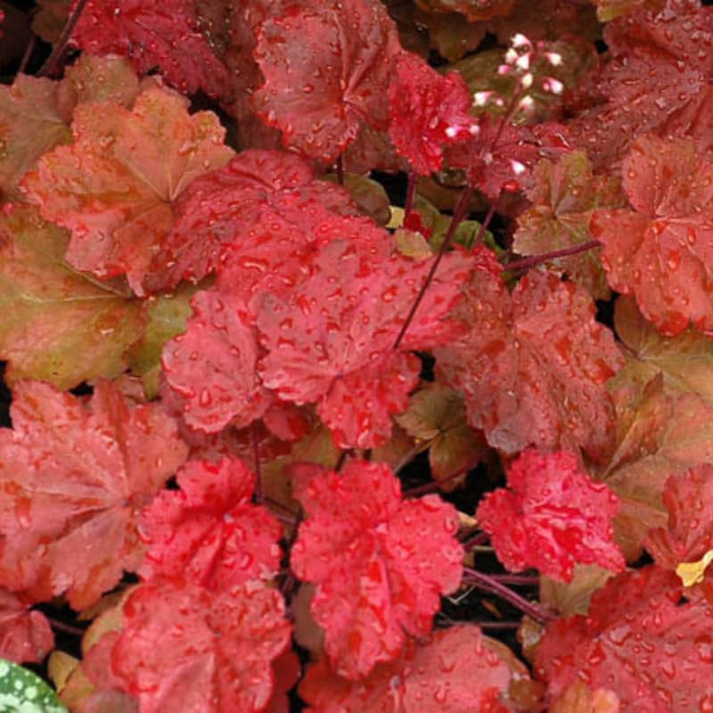 3 Coral Bells Heuchera Perenial Live Plants, Red Orange Yellow Seasonal Leaves Color Change, Well-Rooted 5-9 Inc Tall, No Pot