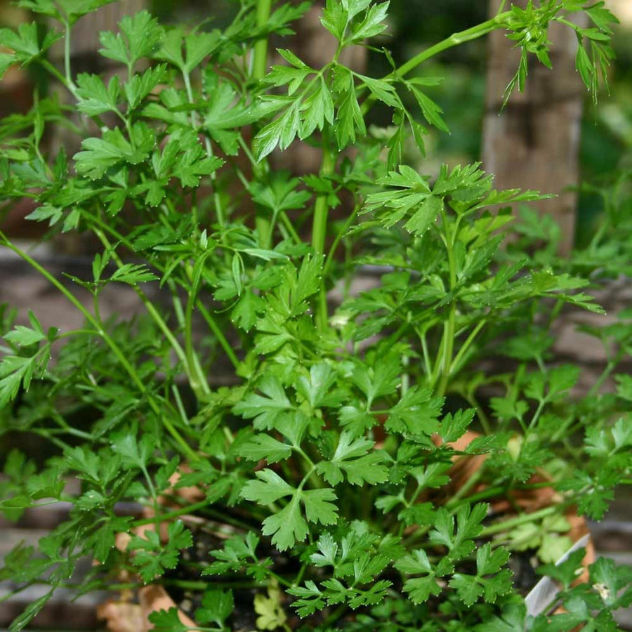 Parsley Plants Live for Planting Indoor Outdoor, Set 3 Plants, Live Parsley Plants for Garden, 4 to 6 Inches Tall