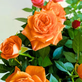 Orange Mini Rose Plant Live, Miniature Rose Bush in 3" Pot, Indoor Outdoor Flowering Plant, Compact Live Rose for Gifts and Gardens
