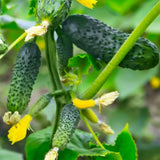 Cucumber Plants Live, 6-8 Inches Tall in 4 Inch Pot, 2 Plants Per Pot, Vegetable Plants for Garden or Containers