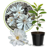 White Magnolia Plant Live, 6-12 Inch Tall, Magnolia Tree in 2.5” Pot, Flowering Ornamental Tree