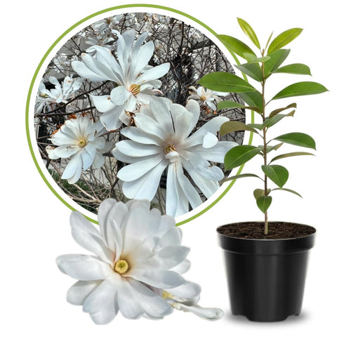 White Magnolia Plant Live, 6-12 Inch Tall, Magnolia Tree in 2.5” Pot, Flowering Ornamental Tree