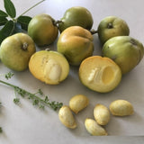 Live White Sapote Fruit Tree, Tropical Sapote Plant, 1.5 Feet Tall in a 1 Gallon Pot for Growing