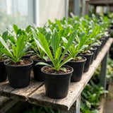 Culantro Live Plant 4 Inches Tall in 4 Inch Pot, Culantro Herb Plant Live, Green Foliage for Indoor Outdoor Growing