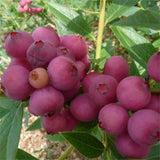 Live Pink Lemonade Blueberry Plant, Blueberry Bush Shrub, Sweet Blueberry, 4 Inch Pot for Growing