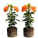 2 Hardy Hibiscus Plants Live, Hibiscus Flowers Plants Tree, 3 to 5Inc Long (Double Orange)