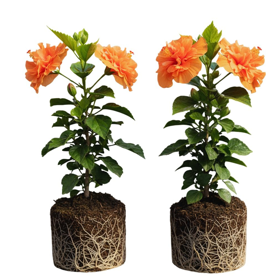 2 Hardy Hibiscus Plants Live, Hibiscus Flowers Plants Tree, 3 to 5Inc Long (Double Orange)