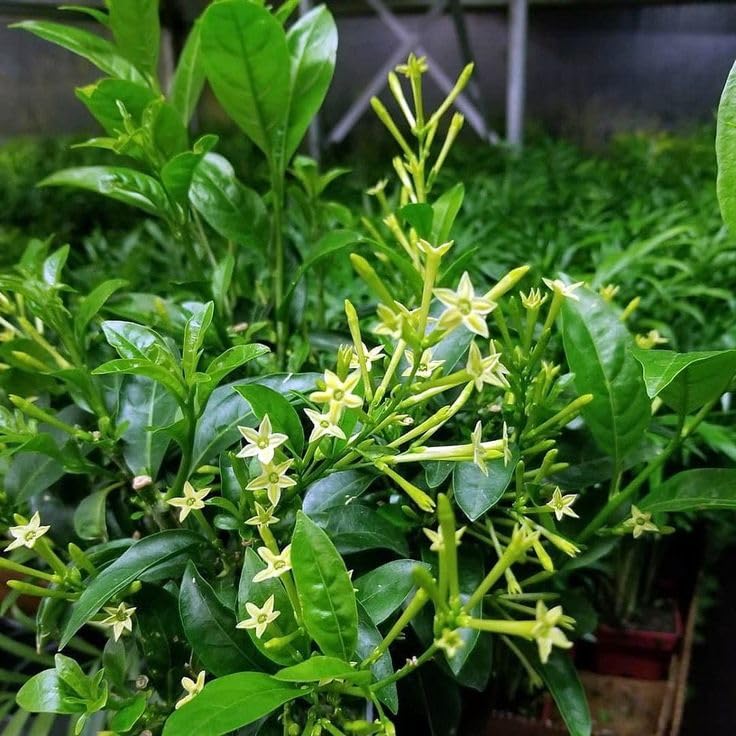 Night Blooming Jasmine Plant, Fragrant Jasmine Flower Vine 4-8 Inches Well Rooted for Container, Hanging Basket Growing