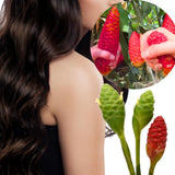 5-9" Awapuhi Shampoo Ginger Plants Live, Zingiber Zerumbet Pinecone Ginger Plants, Red Ginger Lily Flowers Outdoor Growing