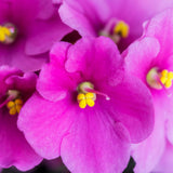 African Violets Live Plants, African Violet Plant Live in 4 Inches Pot, Violets Flowers Houseplant, 4-7 Inches Tall for Home Office Decor (Pink)
