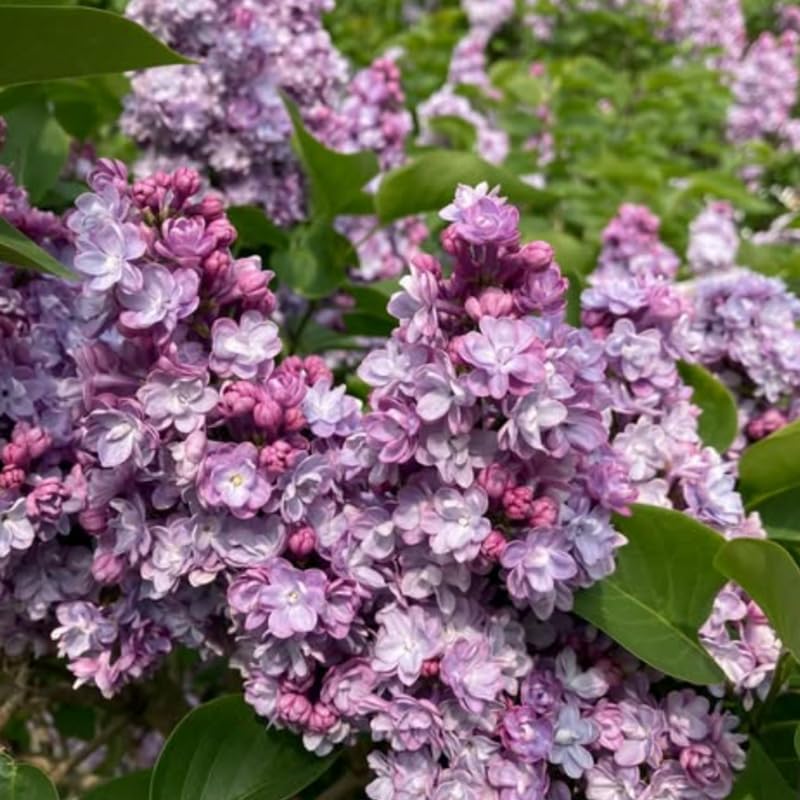 Lavender Lilac Bush Live Tree Plant, 1 Year Old Tree for Planting, 6 to 12 Inches in Tall, Hardy Shrub, Dormant in Winter, Lavender Purple Lilac