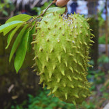 Soursop Tree Live Plant, Annona Muricata Sweet Plant, Soursop Guanabana Plant 4 Inc Pot Home Orchard