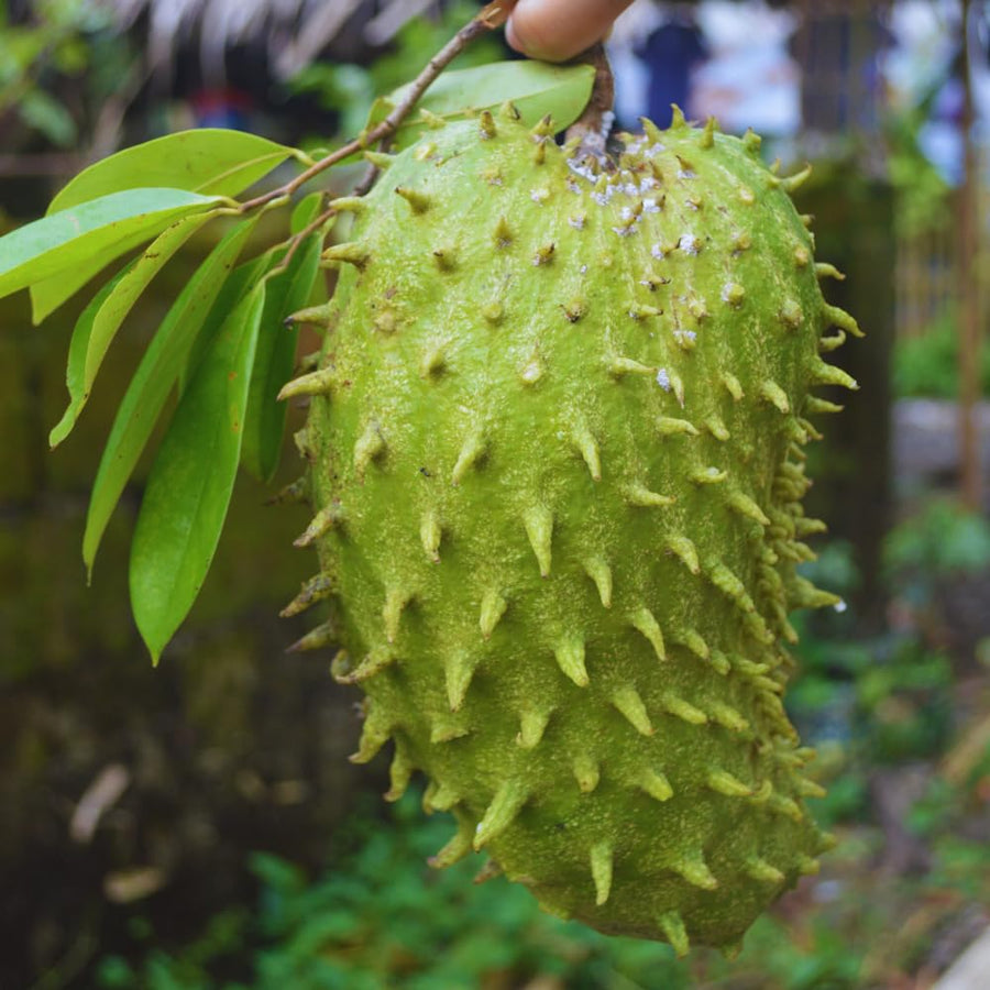 Soursop Tree Live Plant, Annona Muricata Sweet Plant, Soursop Guanabana Plant 4 Inc Pot Home Orchard