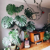2 Swiss Cheese Plants Live, Monstera Live Plants, Swiss Cheese Philodendron House Plants for Planting, Rare Leaf Monstera 4 to 6 Leaves (Monstera Deliciosa)