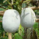 Round Ash Gourd Plant, Winter Melon Vine Live in 4 Inc Pot, Live Melon Plants 4-5 Inch Tall, Well-Rooted