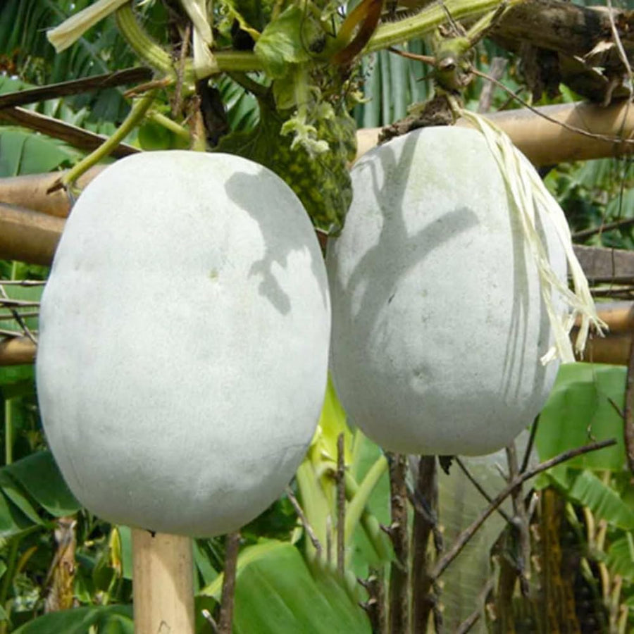 Round Ash Gourd Plant, Winter Melon Vine Live in 4 Inc Pot, Live Melon Plants 4-5 Inch Tall, Well-Rooted