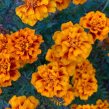 2 Live Marigold Plants for Outside, Orange Yellow Marigold Live Plants Pot 4'' Perennial Blooming