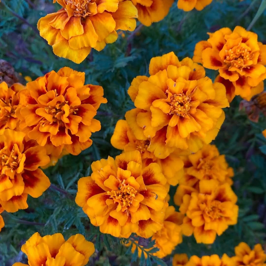 2 Live Marigold Plants for Outside, Orange Yellow Marigold Live Plants Pot 4'' Perennial Blooming