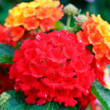 Set 2 Trailing Lantana Plants Live for Planting, 6-9" Height, Ornamental Lantana Live Plants Ready to Grow (Red Lantana)