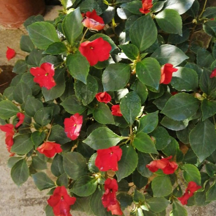 Red Impatiens Live Plant in 4-Inch Pot, Impatiens Plant 3-5 Inch Tall, Flowering Annual for Gardens and Containers