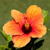 Set of 7 Hibiscus Cuttings for Planting, Tropical Flowering Plants, Ready to Grow, Suitable for Outdoor Garden or Containers (Orange Hibiscus)
