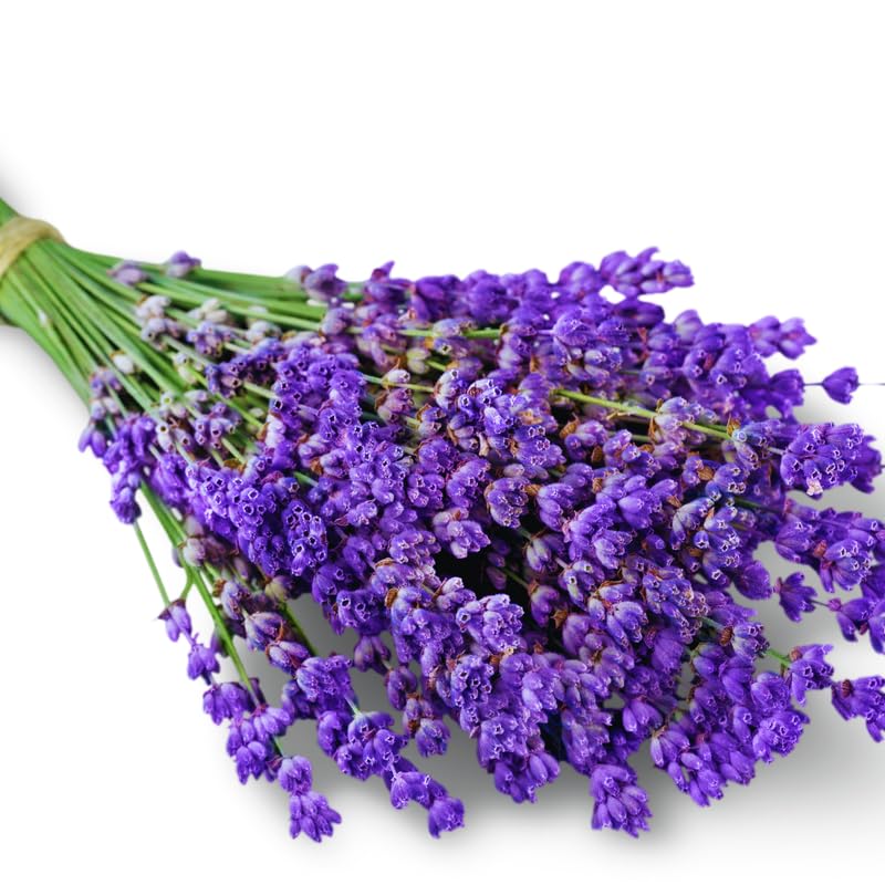 2 Lavender Plants Live Outdoor, Live Lavender Plants, 3 Inches Pot, Fragrant Perennial Herb