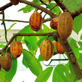 6 Months Old Theobroma Cacao Tree Plant Live, High Yield Cocoa Chocolate Trees Live Plants 8" Tall in Half Gallon Pot, Outdoor Indoor Growing, No CA