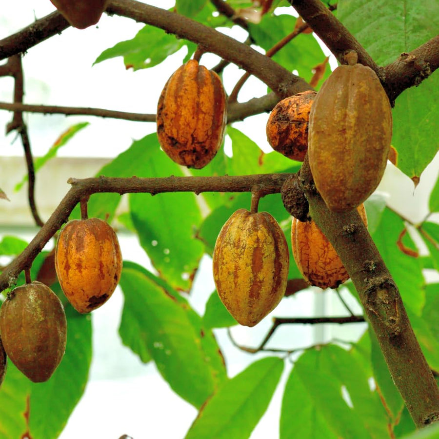 6 Months Old Theobroma Cacao Tree Plant Live, High Yield Cocoa Chocolate Trees Live Plants 8" Tall in Half Gallon Pot, Outdoor Indoor Growing, No CA