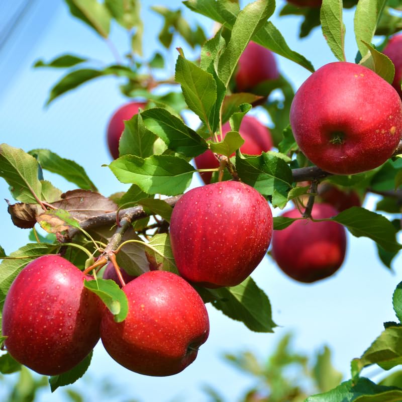 Winesap Apple Tree Live Plant, Deep Red Apple Plant Live for Planting 2-3 Feet Tall, Gallon Pot, Live Apple Tree Plant, Apple Fruit Tree Ready to Grow Your Garden