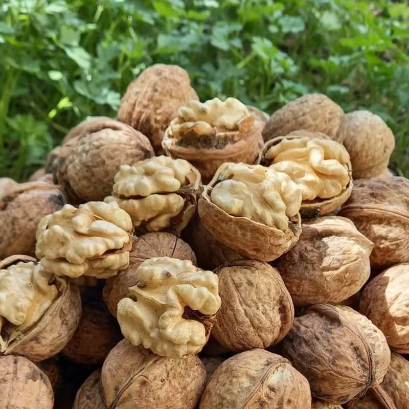 Walnut Tree in Quart Pot for Planting 6-12 Inches, Nut Tree Plants for Outdoor Garden, Ready to Grow, High Yield