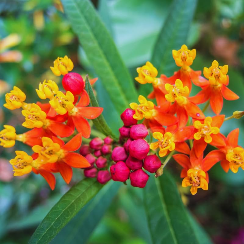 2 Red Butterfly Milkweed Plants Live, Live Milkweed Plants, Asclepias Tuberosa Plant for Gardening, 5 to 7 Inc Tall