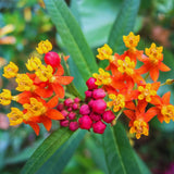 2 Mix Butterfly Milkweed Plants Live, Live Milkweed Plants, Asclepias Tuberosa Plant for Gardening, 5 to 7 Inc Tall