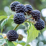 Black Raspberry Plant Live for Planting, Black Raspberry Bush Live Plant Potted 20-30 Inch Tall, Sweet Raspberry Fruit Tree