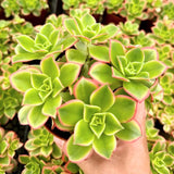 Green Aeonium Plant Live Succulent in 4" Pot, Rosette Succulent Live Plant for Indoor Outdoor Growing
