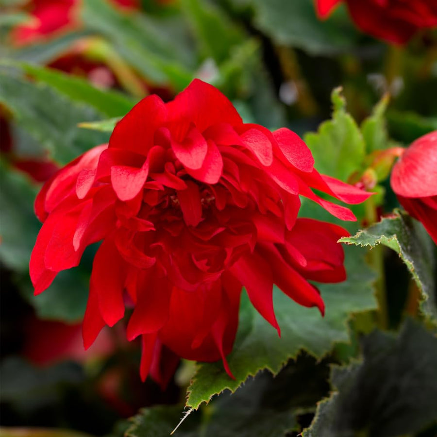 3 Red Begonia Live Plants, Begonia Flowering Plants, Flowers Outdoor Garden 4 Inches