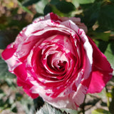 Rose Bush Live Plant - Rose Plant Live Shrub - Bareroot with Soil 5-10 Inch Tall - Fragrant Rose Flowers Heirloom Rose Shrub - No Pot (Stripe Rose)