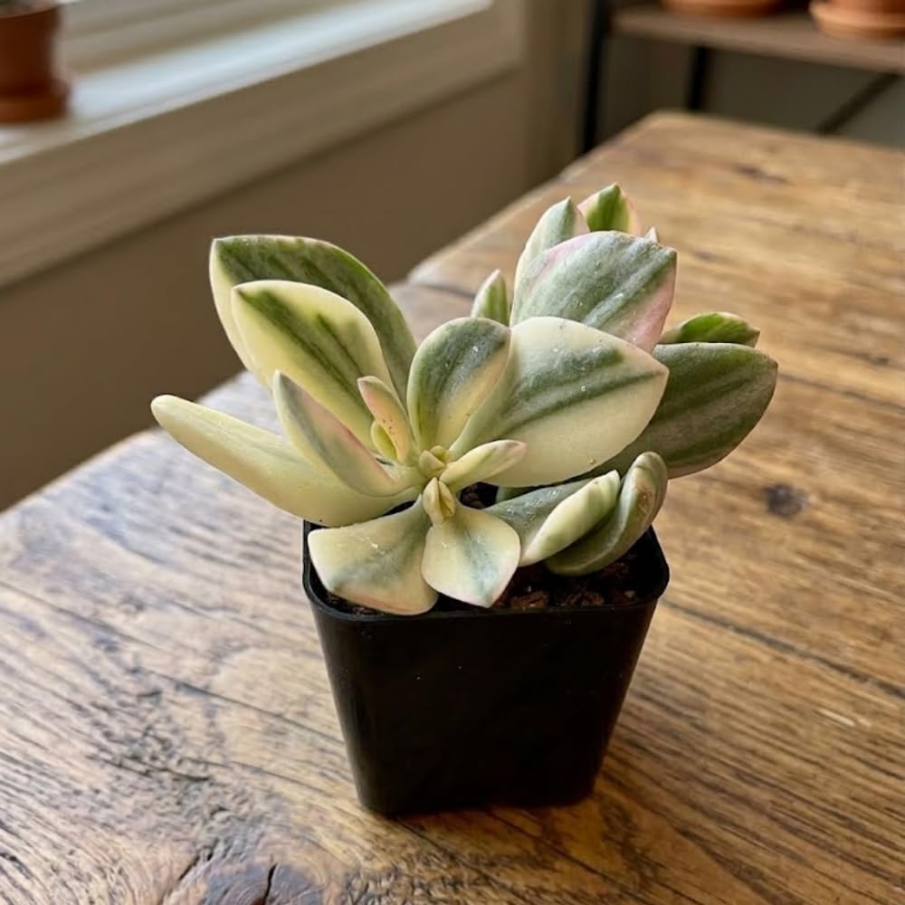 Variegated Jade Plant, Crassula Ovata Live Plant, Jade Succulent Houseplant, 2 Inch Pot for Indoor Outdoor Planting