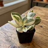 Variegated Jade Plant, Crassula Ovata Live Plant, Jade Succulent Houseplant, 2 Inch Pot for Indoor Outdoor Planting