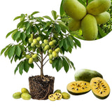 Set 2 Pawpaw Bareroots Live Plant 12-18 Inches Tall, Pawpaw Tree, Asimina Triloba Fruit Tree, Cold Hardy for Outdoor Gardening