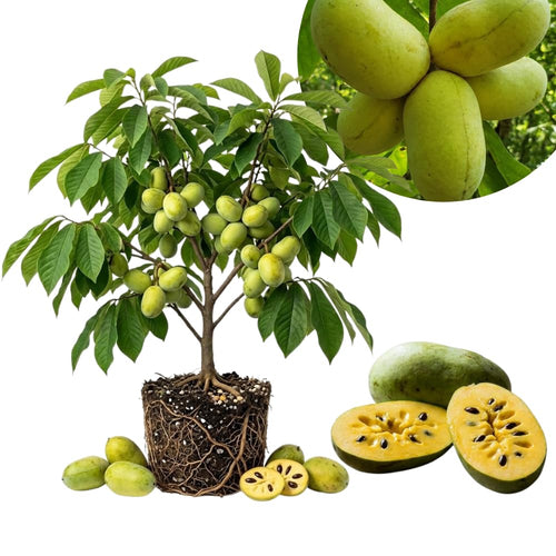 Set 2 Pawpaw Bareroots Live Plant 12-18 Inches Tall, Pawpaw Tree, Asimina Triloba Fruit Tree, Cold Hardy for Outdoor Gardening