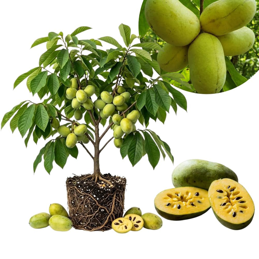 Set 2 Pawpaw Bareroots Live Plant 12-18 Inches Tall, Pawpaw Tree, Asimina Triloba Fruit Tree, Cold Hardy for Outdoor Gardening