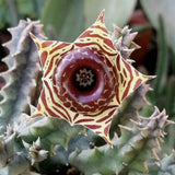 2 Starfish Cactus Plant 2 Inc Pot, Cactus Succulent Well Rooted 4-8 Inch Tall for Indoor Planting