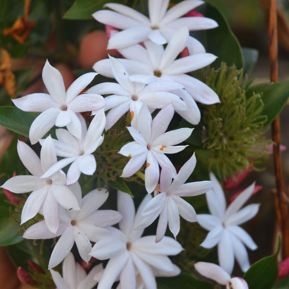 3 White Jasmine Plants Live, Live Jasmine Plants, Jasmine Live Plants, 4'' to 6'' in Height, Outdoor Indoor Growing Gardening