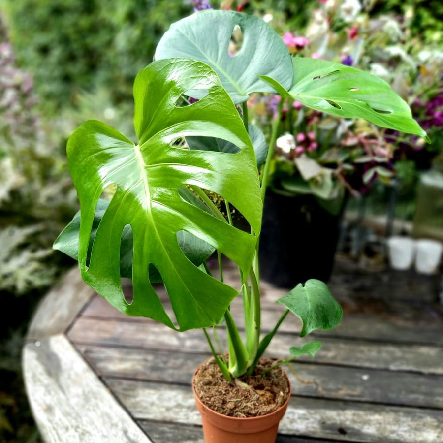 2 Monstera Plants Live, Swiss Cheese Philodendron Plant, Ornamental Tropical Well-Rooted, 4 to 5 Leaves for Indoor Houseplant (Monstera Deliciosa)
