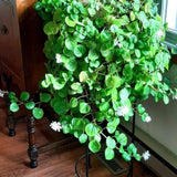 4 Green Swedish Ivy Plants Live House Plants, 4 to 6 Inc Tall Live Plant, Plectranthus Plant for Growing Outdoors Indoors