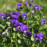 12 Common Blue Violet Live Plants, Viola Sororia Blue Purple Color for Growing, Ground Cover Plants, Bare Roots