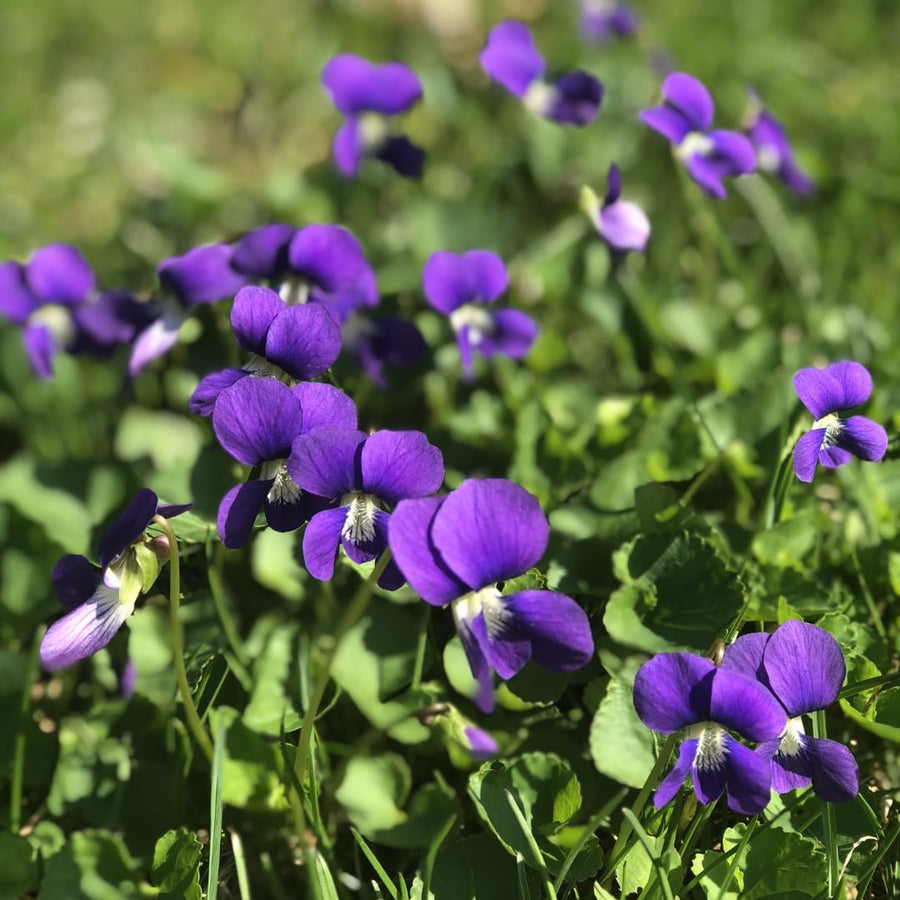 12 Common Blue Violet Live Plants, Viola Sororia Blue Purple Color for Growing, Ground Cover Plants, Bare Roots