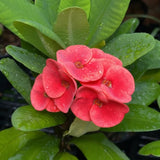 Crown of Thorns Live Plant, Red Euphorbia Milii Plant, 4 Inches Pot, Hardy Crown of Thorns Succulent for Outdoor Garden (Red)