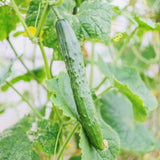 Cucumber Plants Live in 4'' Pot, Vegetable Plants, Cucumber Live Plants for Outdoor Planting, Live Green Cucumbers Plants
